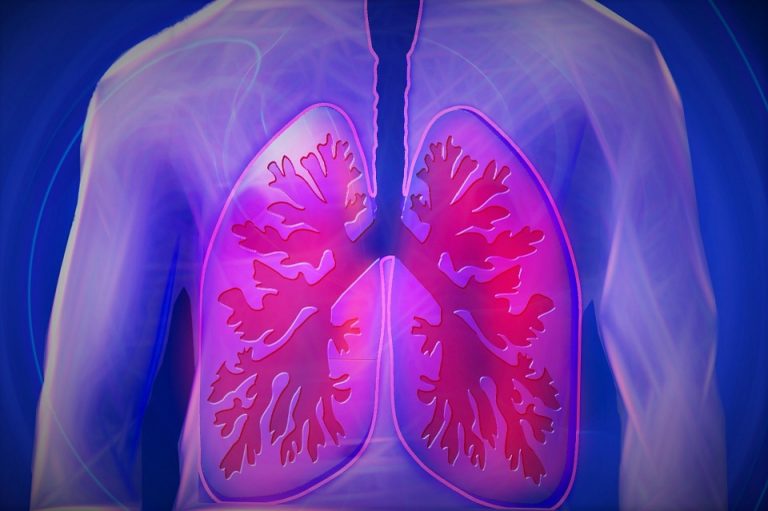 diagram of the lungs