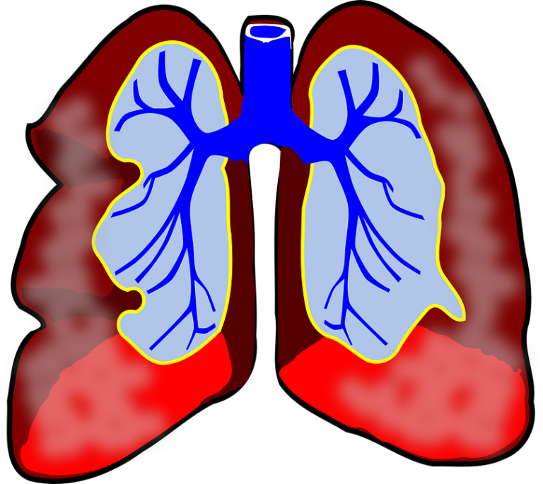 A diagram of the respiratory system